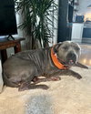 Dixie - Photo 2