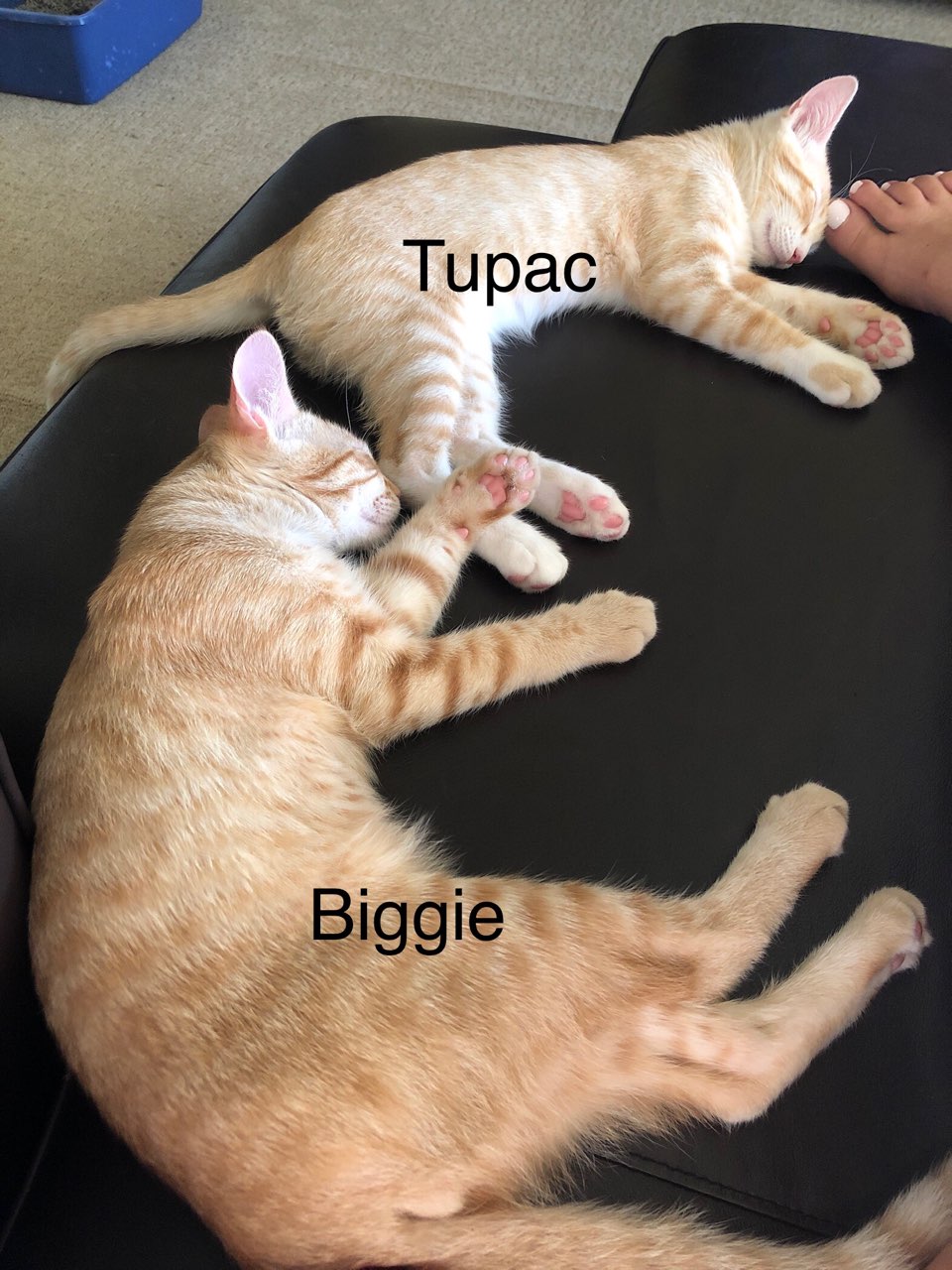 Cats for Adoption in Garden Grove, California Alpha Paw