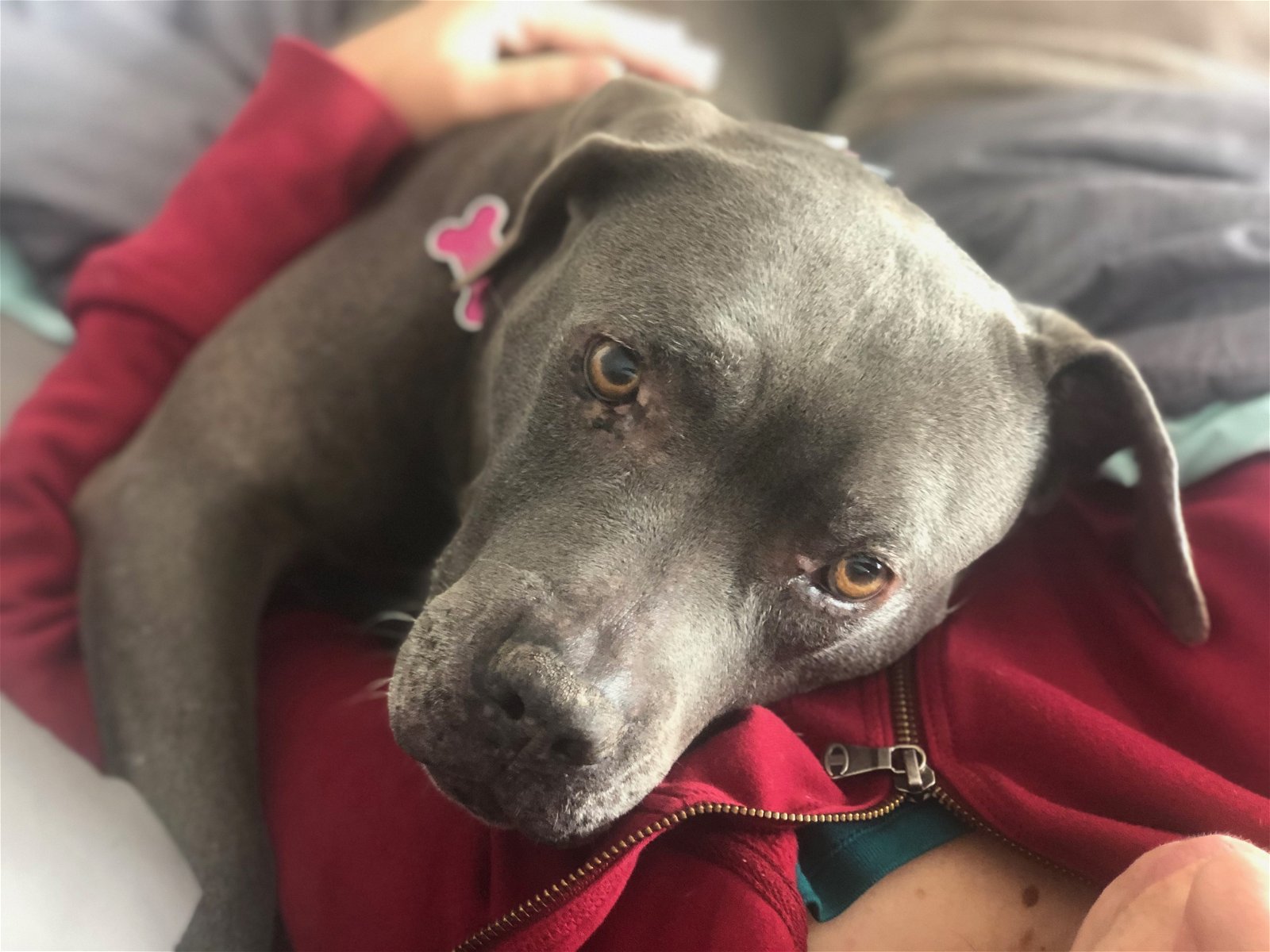 adoptable Dog in Mission Viejo, CA named Isis