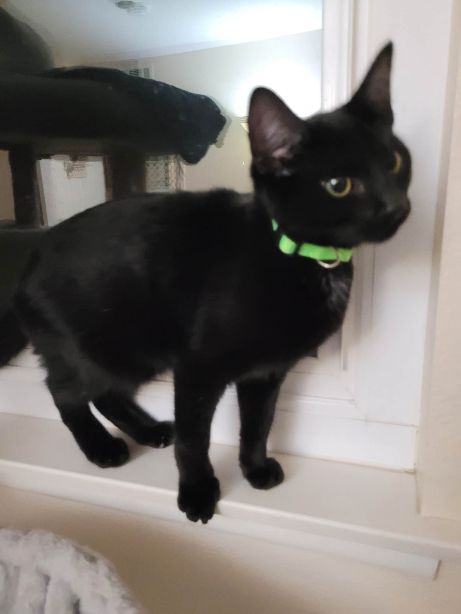 Cats for Adoption in Artesia, California Alpha Paw