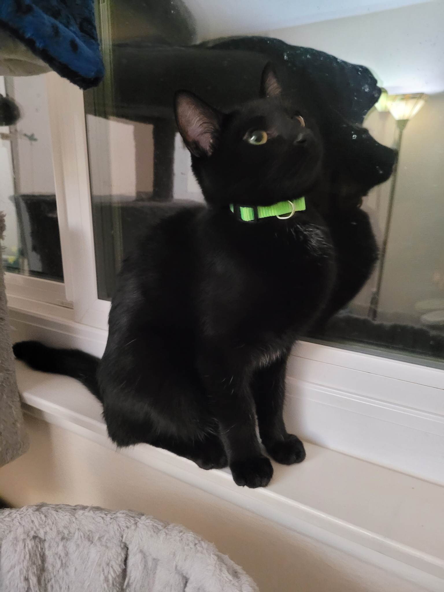 Cats for Adoption in Artesia, California Alpha Paw