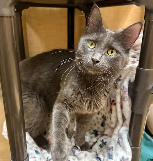 adoptable Cat in Mission Viejo, CA named Goober