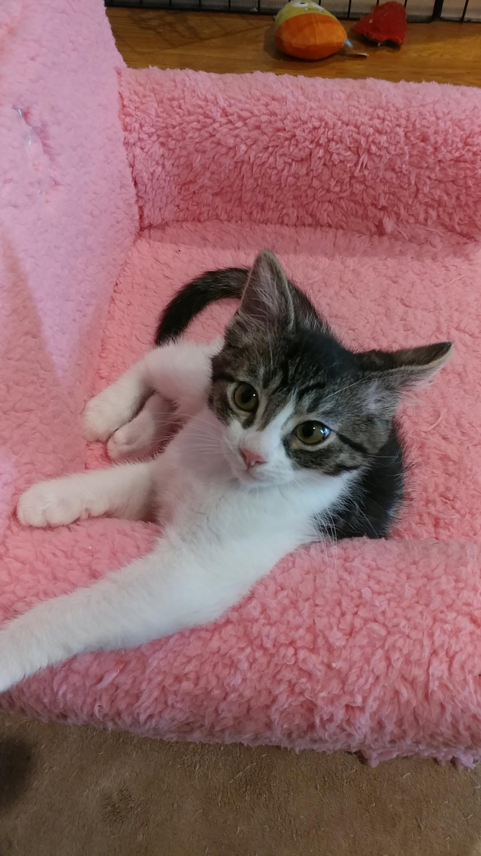 Cats for Adoption in Newport Beach, California Alpha Paw