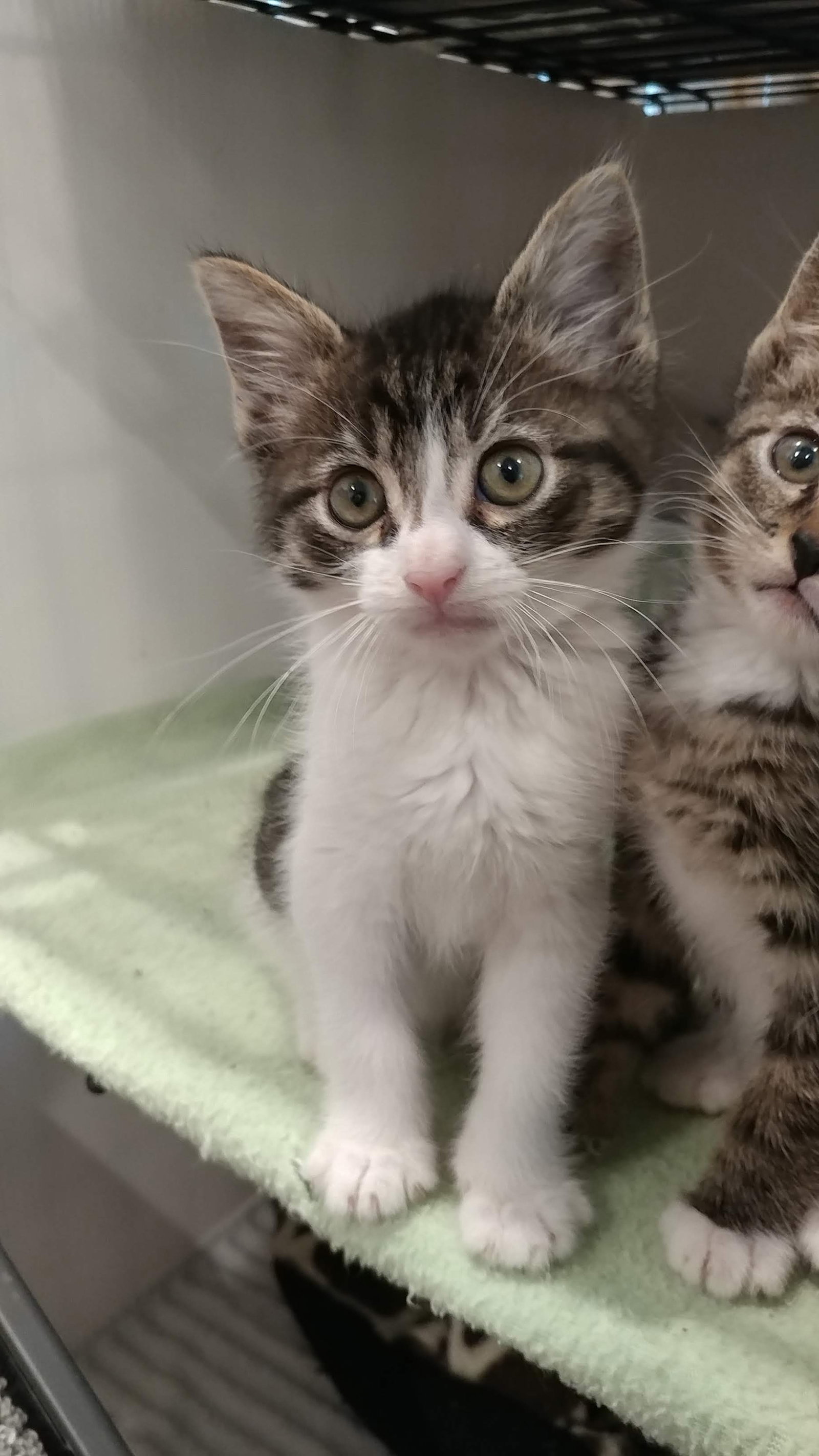 Cats for Adoption in Newport Beach, California Alpha Paw