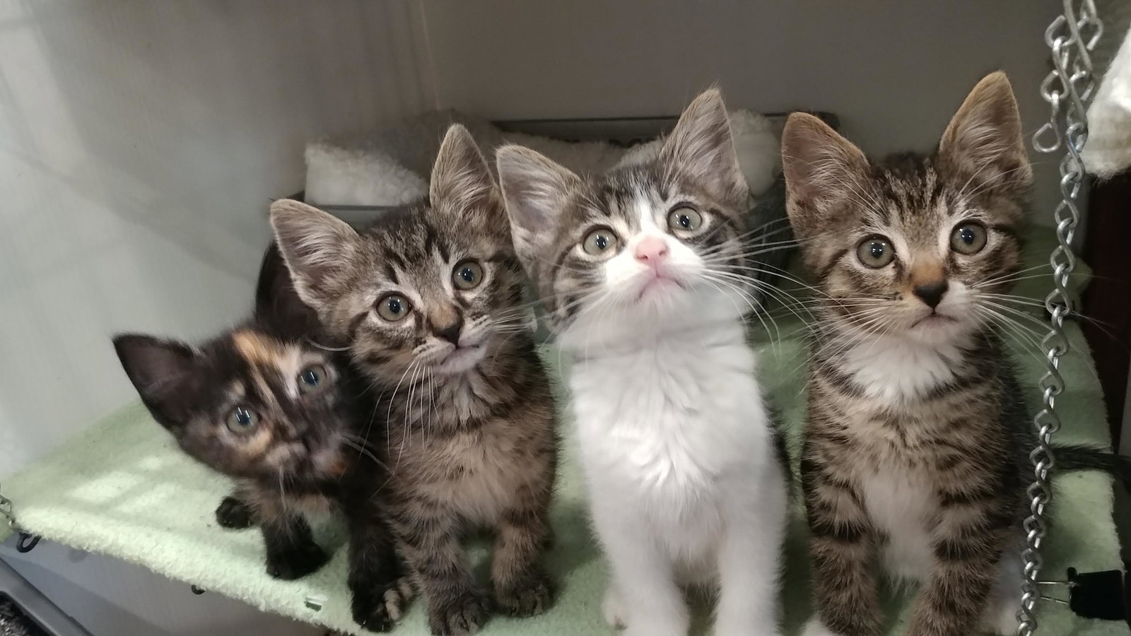 Cats for Adoption in Newport Beach, California Alpha Paw