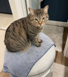 STARGAZER - Domestic Short Hair available for adoption