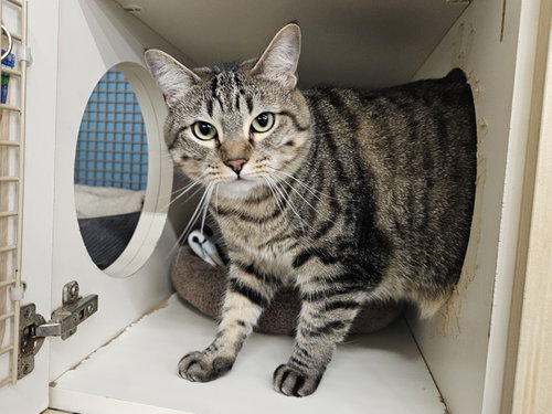 STARGAZER - Domestic Short Hair available for adoption