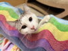 Elodie - Photo 3