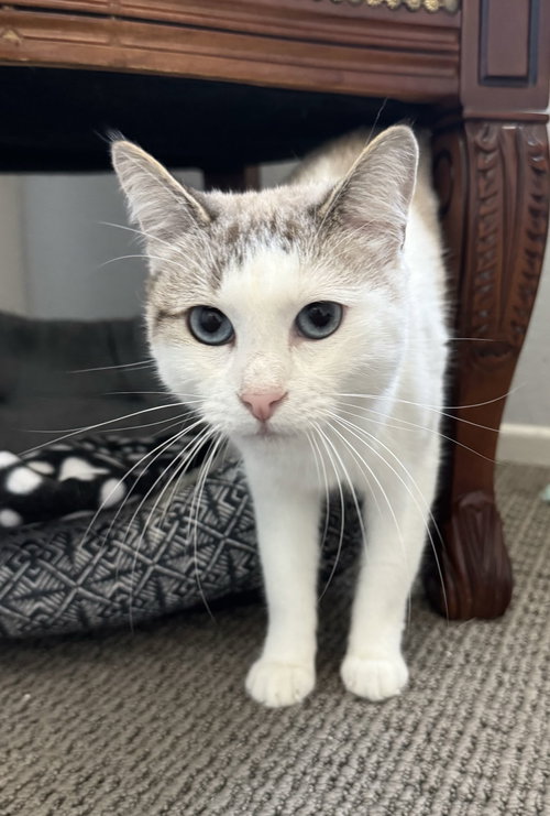 ELODIE - Domestic Short Hair / Siamese available for adoption