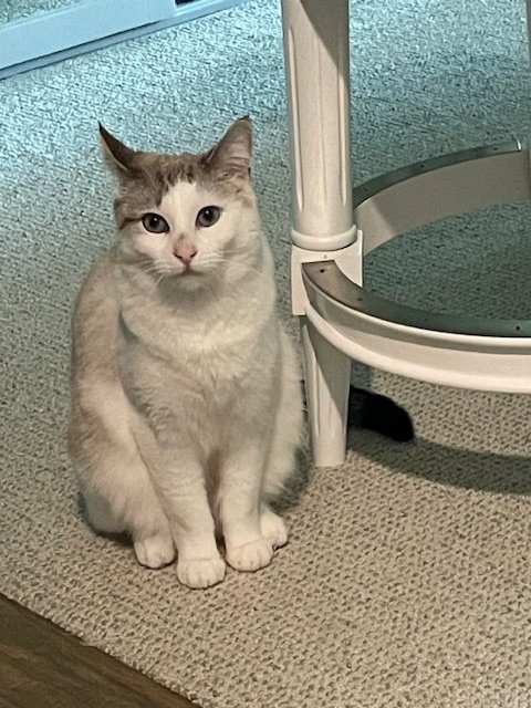 ELODIE - Domestic Short Hair / Siamese available for adoption