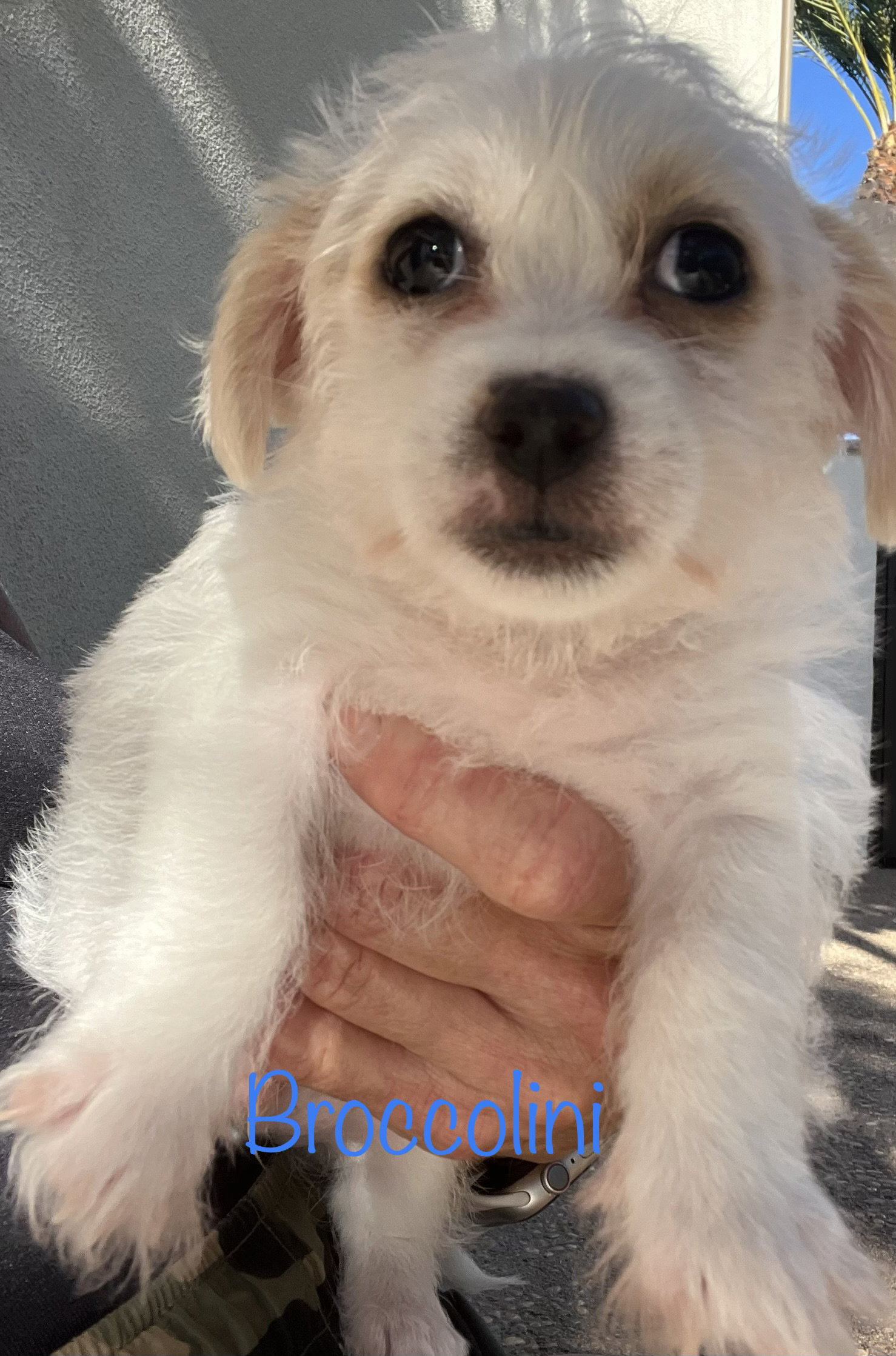 Dog for Adoption Broccolini, a Chihuahua in Los Angeles, CA Alpha Paw