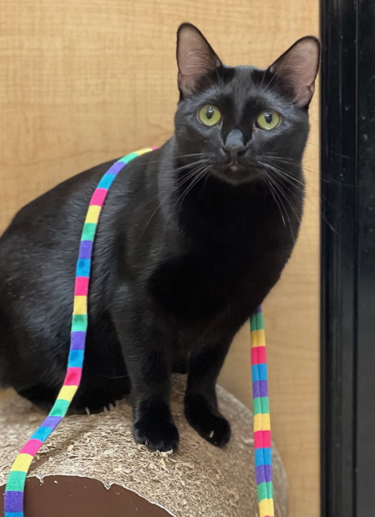 adoptable Cat in Mission Viejo, CA named Scissors