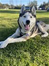 adoptable Dog in mission viejo, CA named Bowser