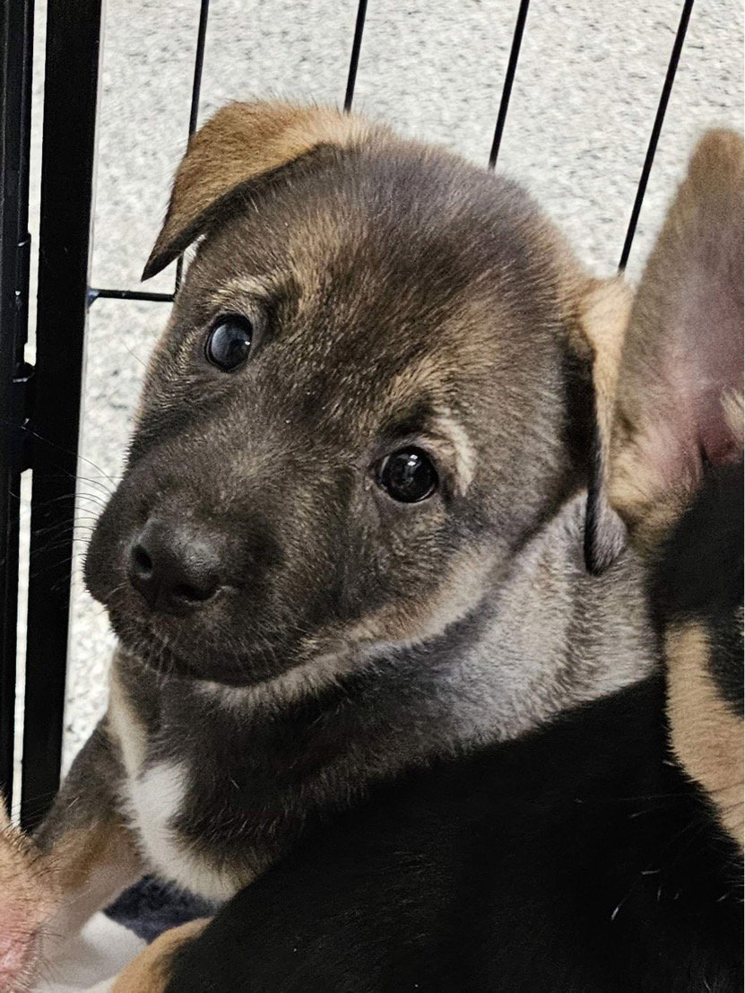 Dog for Adoption Hearsay, a German Shepherd Dog in Newport Beach, CA