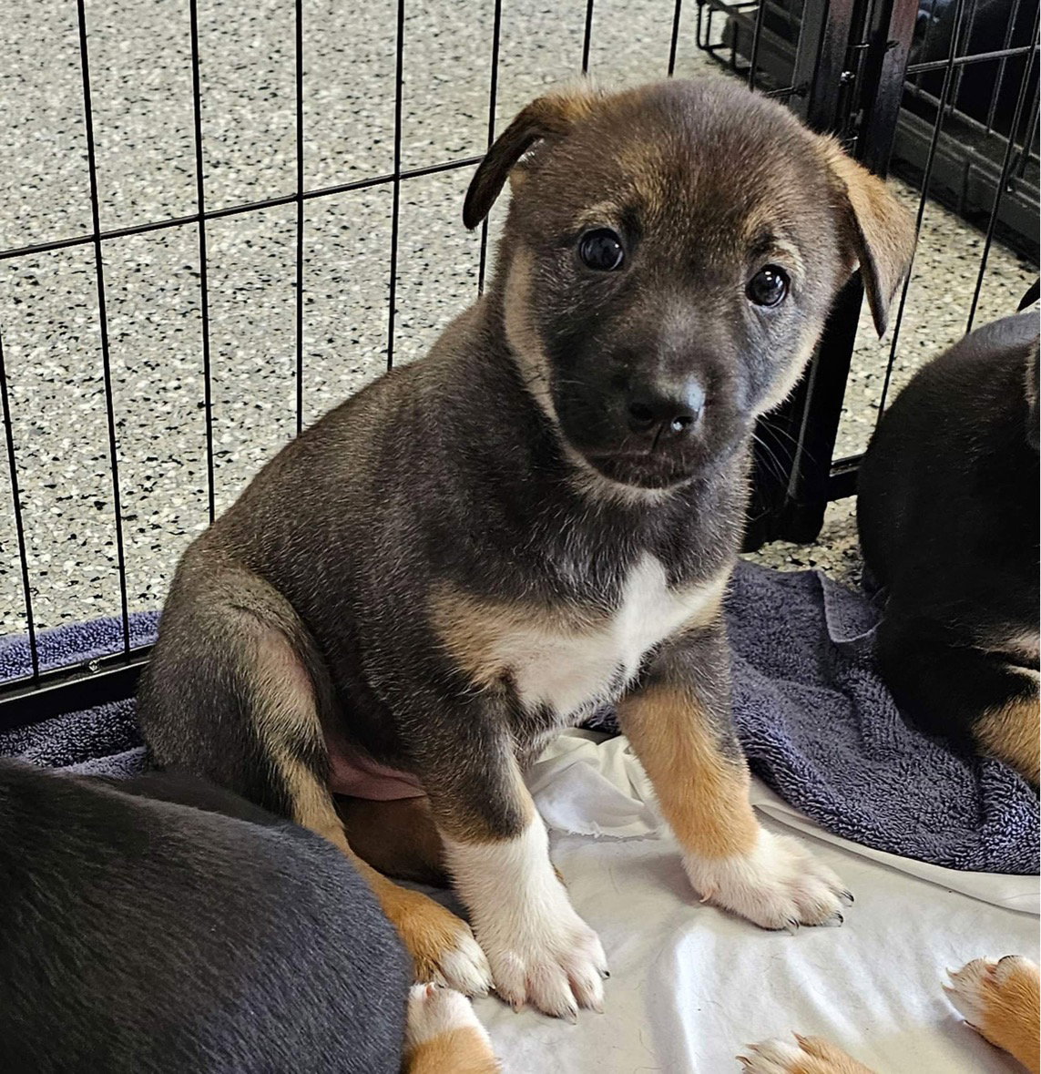 Dog for Adoption Hearsay, a German Shepherd Dog in Newport Beach, CA