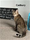 adoptable Cat in mission viejo, CA named Cadbury