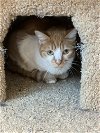 adoptable Cat in mission viejo, ca, CA named Cherries