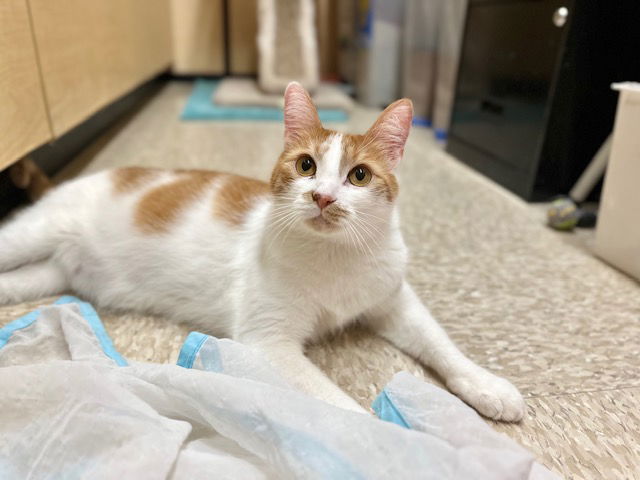 adoptable Cat in Mission Viejo, CA named Jubilee