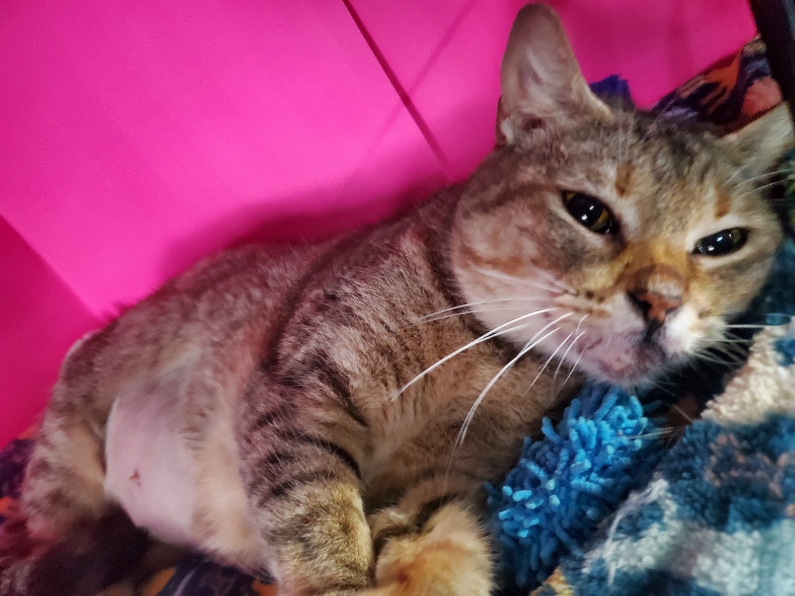 adoptable Cat in Mission Viejo, CA named Bambalina