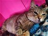 adoptable Cat in mission viejo, CA named Bambalina