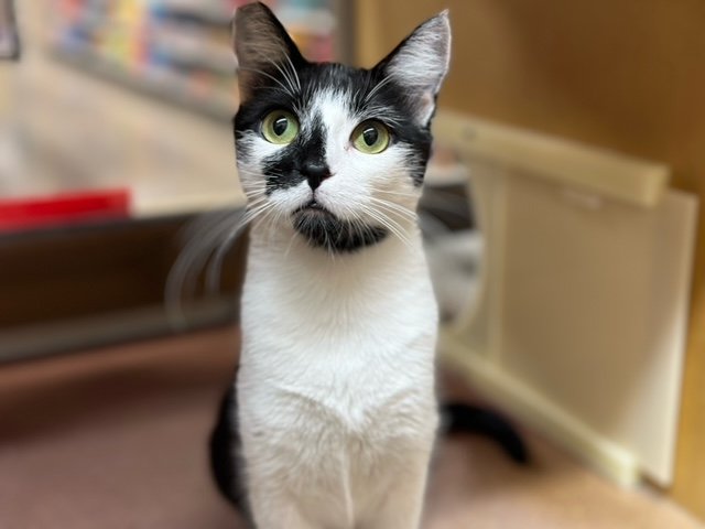 adoptable Cat in Mission Viejo, CA named Harlyn
