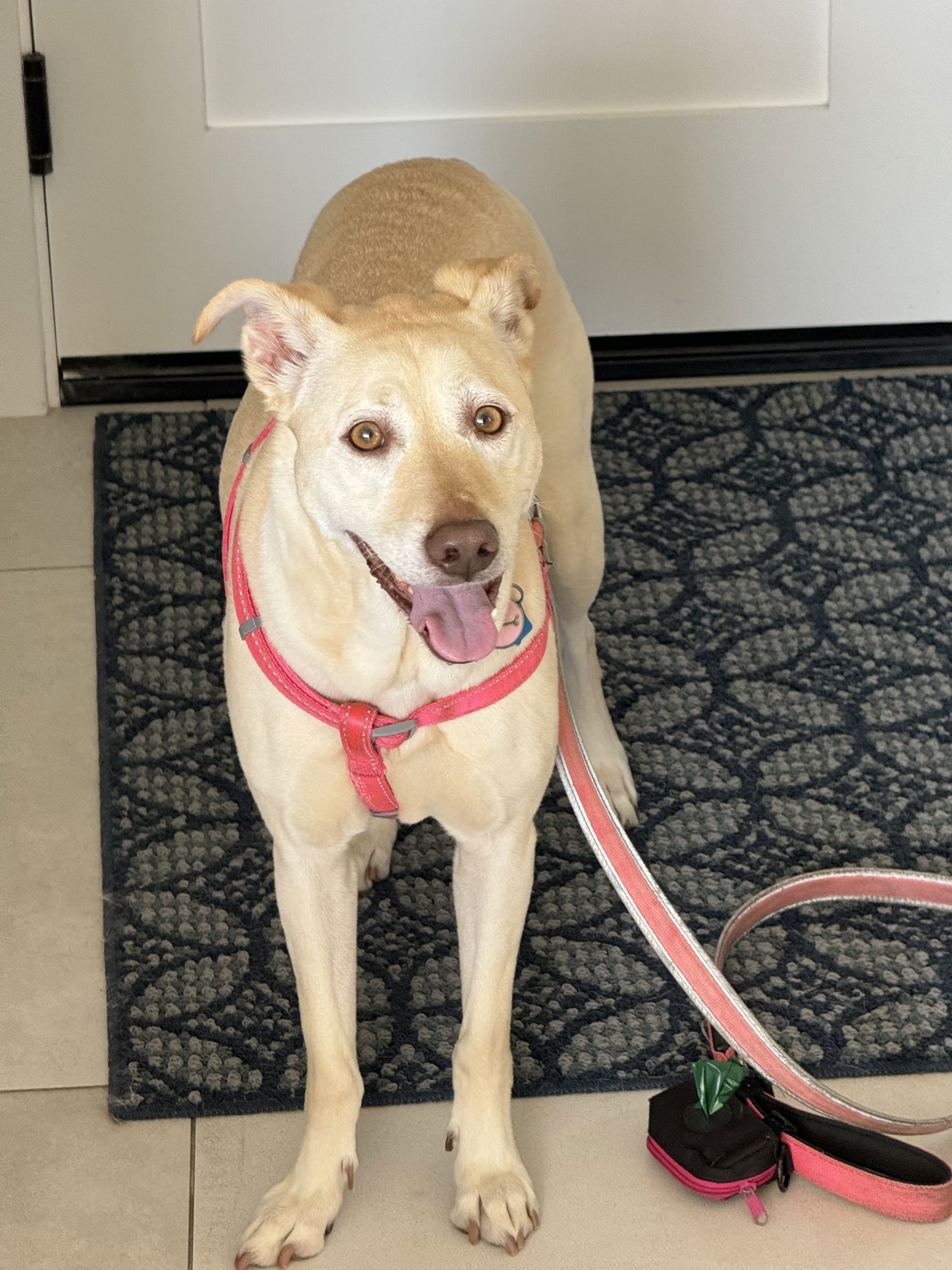 adoptable Dog in Mission Viejo, CA named Lady