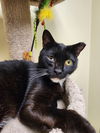 adoptable Cat in Mission Viejo, CA named Ned Nederlander