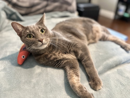 Meeny, Adult Domestic Short Hair / Mixed (short coat), cat for adoption in Bellflower, California