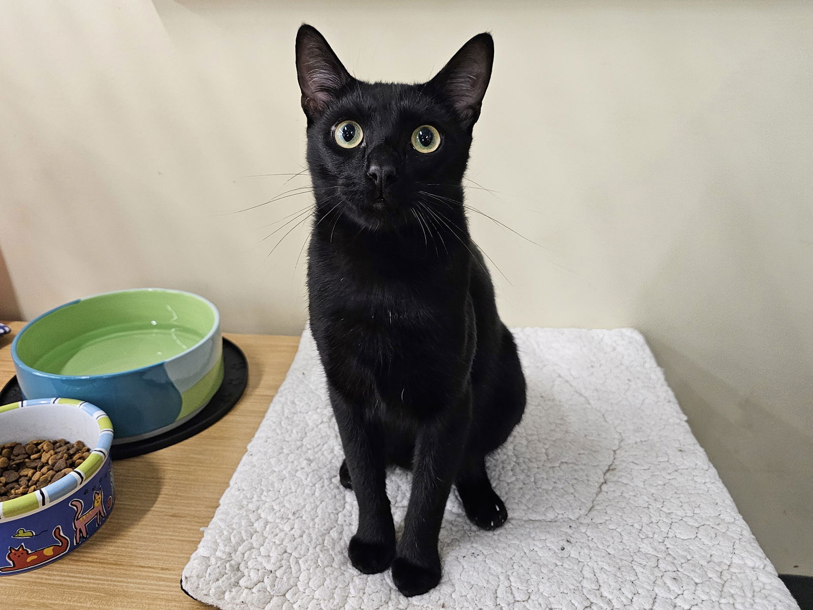 adoptable Cat in Mission Viejo, CA named Delco