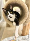 adoptable Cat in Mission Viejo, CA named Meander