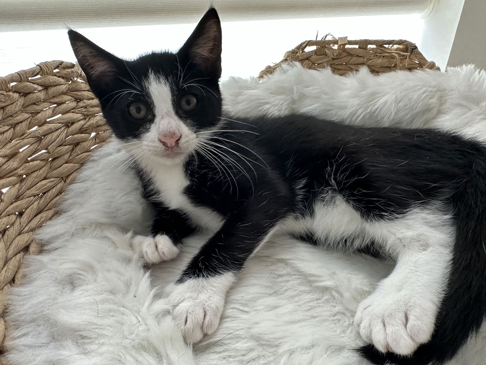 adoptable Cat in Mission Viejo, CA named Skip