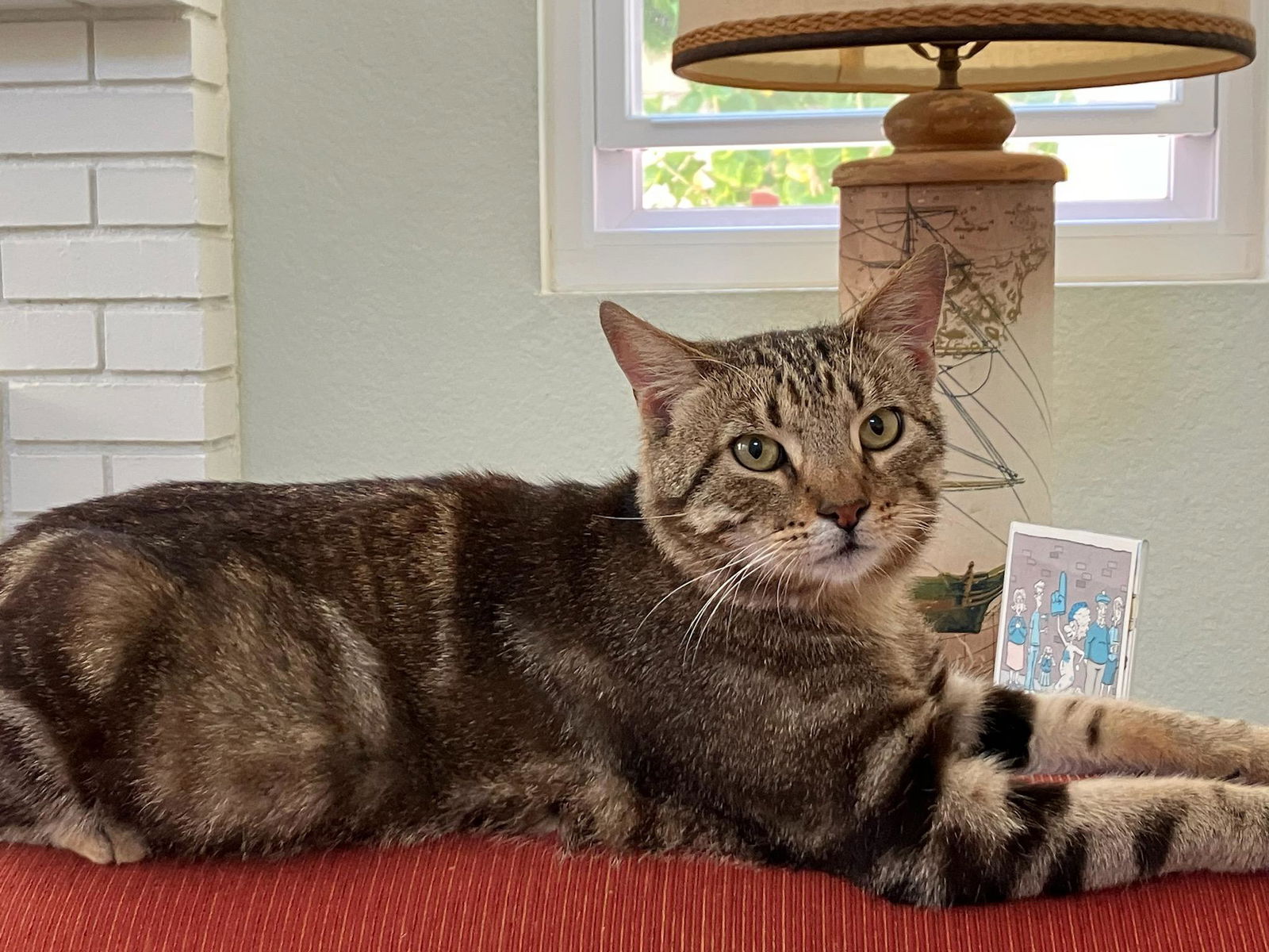 adoptable Cat in Mission Viejo, CA named Shelbourne