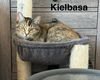 adoptable Cat in Mission Viejo, CA named Kielbasa