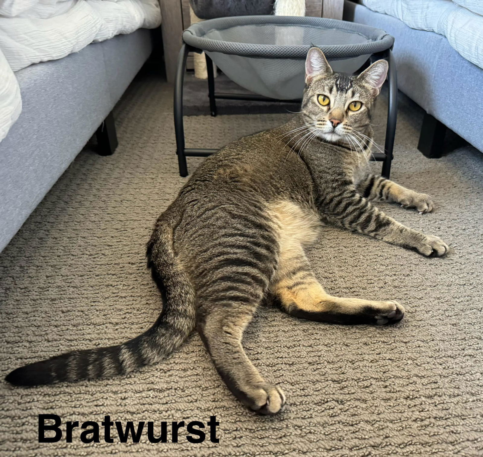 adoptable Cat in Mission Viejo, CA named Bratwurst