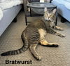 adoptable Cat in Mission Viejo, CA named Bratwurst