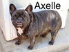 adoptable Dog in  named Axelle