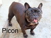 adoptable Dog in  named Picon