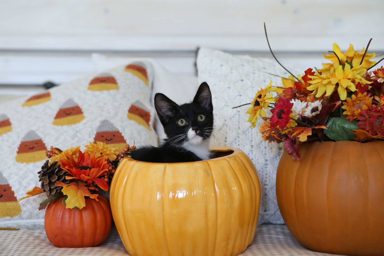 adoptable Cat in Mission Viejo, CA named Simcoe