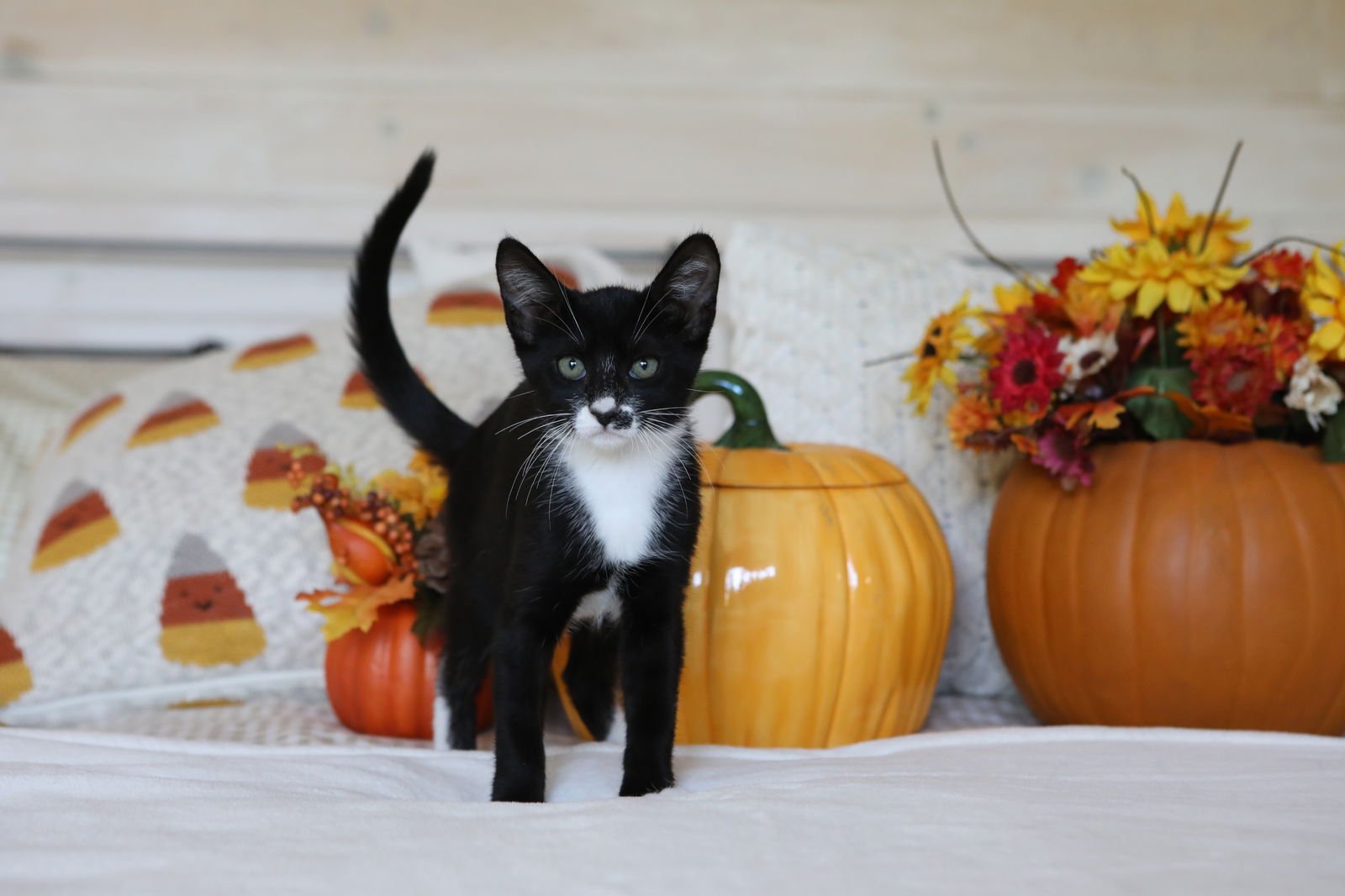 adoptable Cat in Mission Viejo, CA named Mosaic