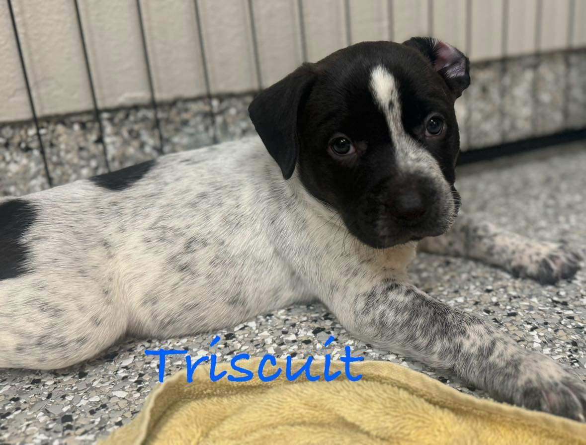 adoptable Dog in Mission Viejo, CA named Triscuit