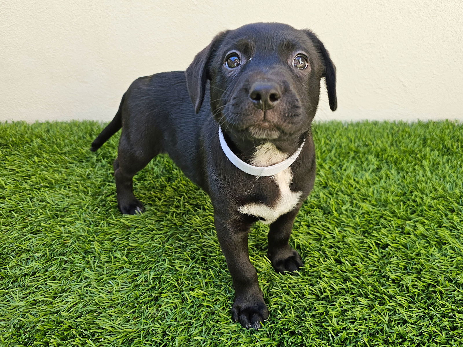 adoptable Dog in Mission Viejo, CA named Ritz