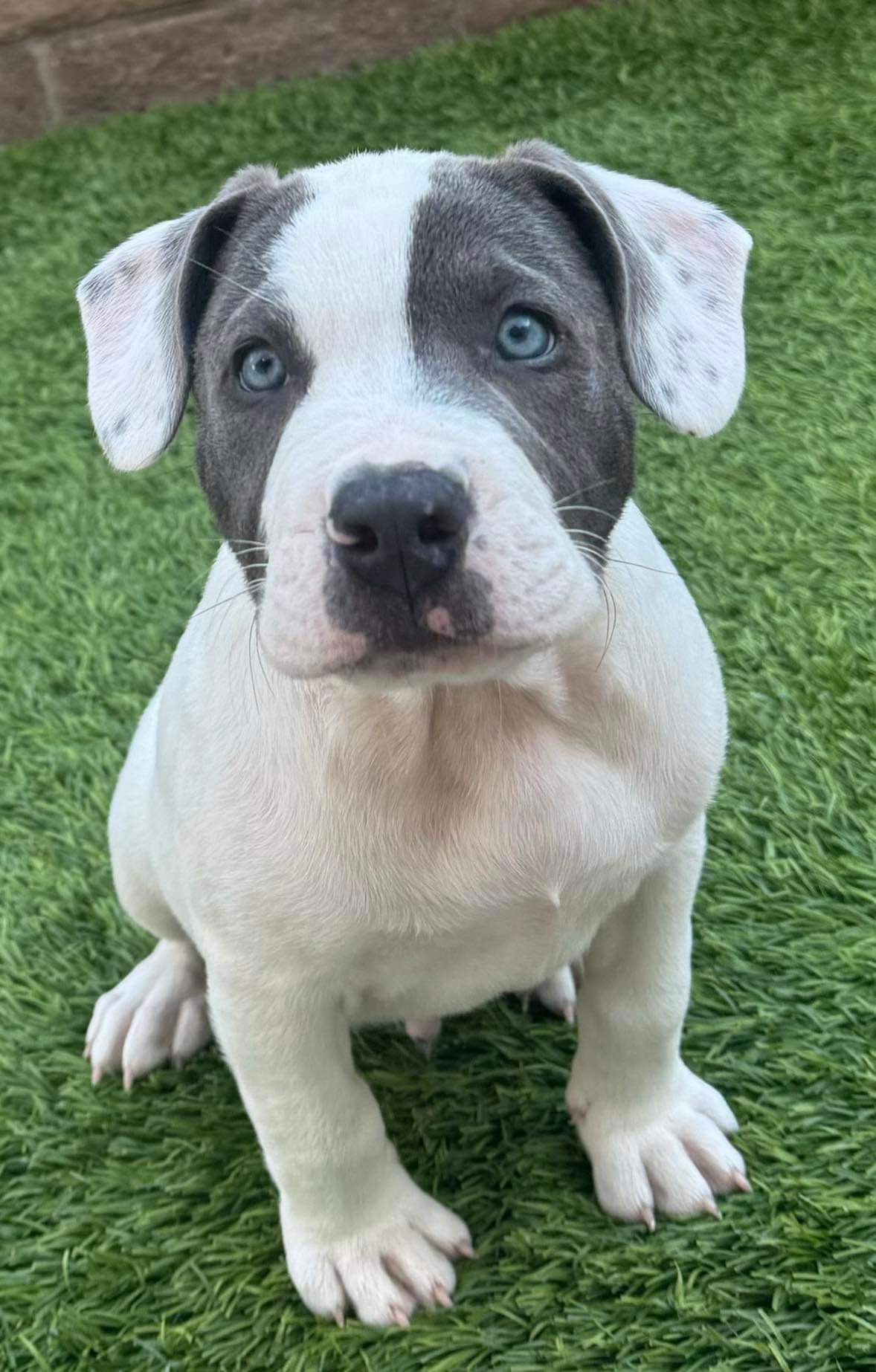 adoptable Dog in Mission Viejo, CA named Club