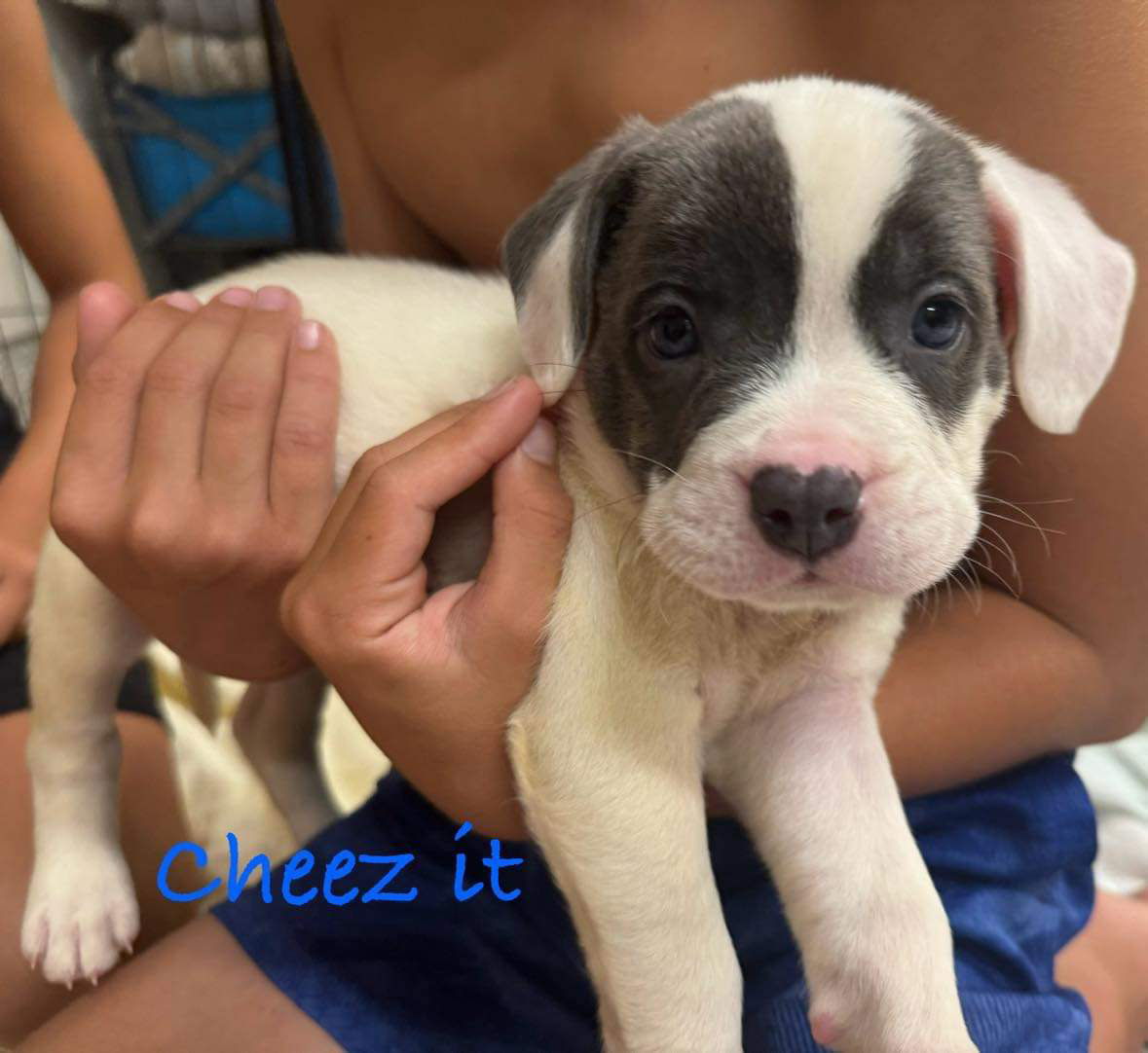 adoptable Dog in Mission Viejo, CA named Cheez-It