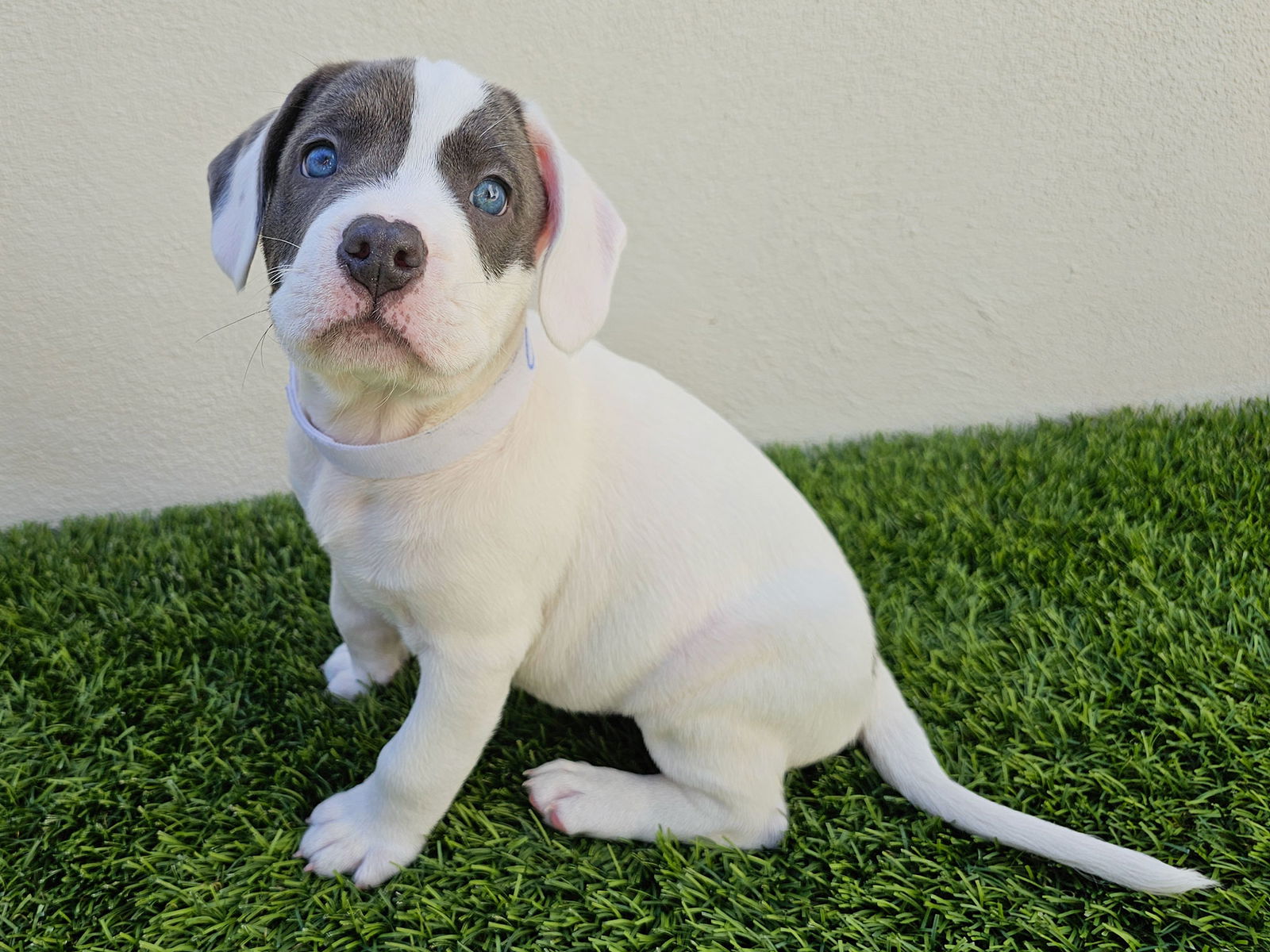 adoptable Dog in Mission Viejo, CA named Cheez-It