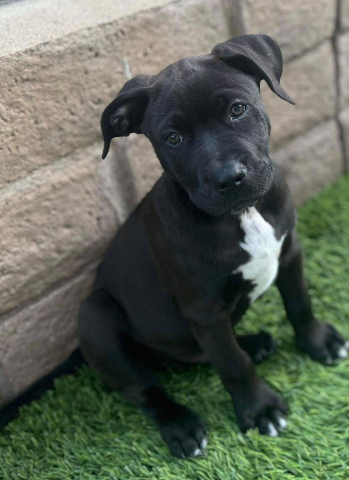 adoptable Dog in Mission Viejo, CA named Wheat Thin