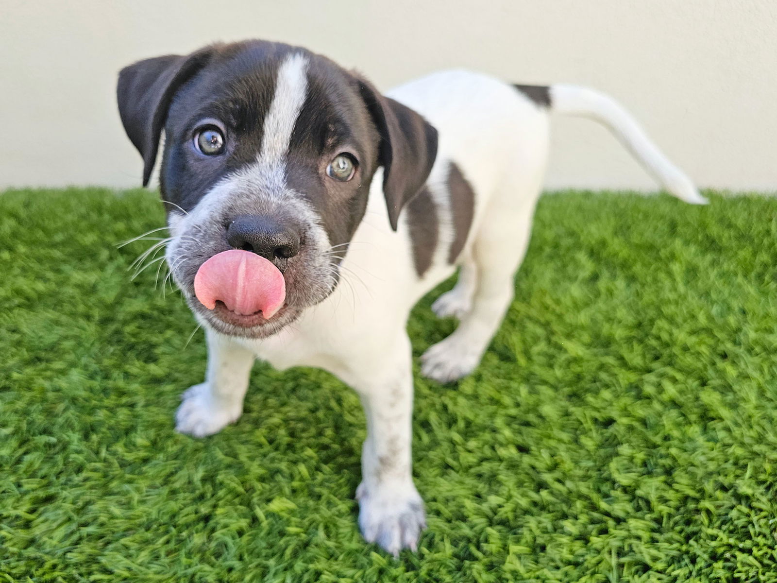 adoptable Dog in Mission Viejo, CA named Animal