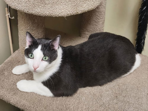 picture of the cat needing adoption