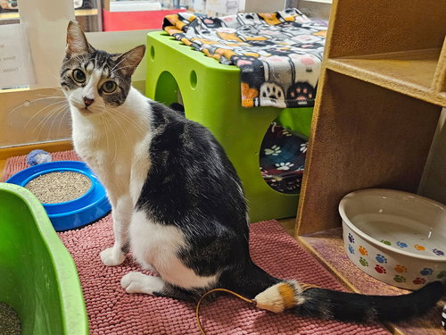 GARMIN - Domestic Short Hair available for adoption