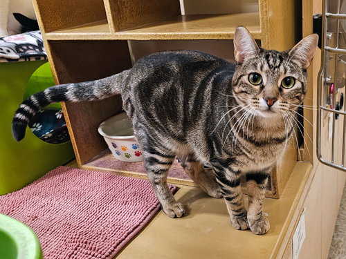 picture of the cat needing adoption