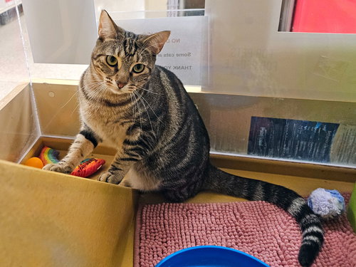 ROVE - Domestic Short Hair available for adoption